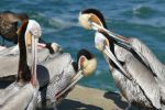 PICTURES/La Jolla Cove - Cormorants & Pelicans/t_P1000246.JPG